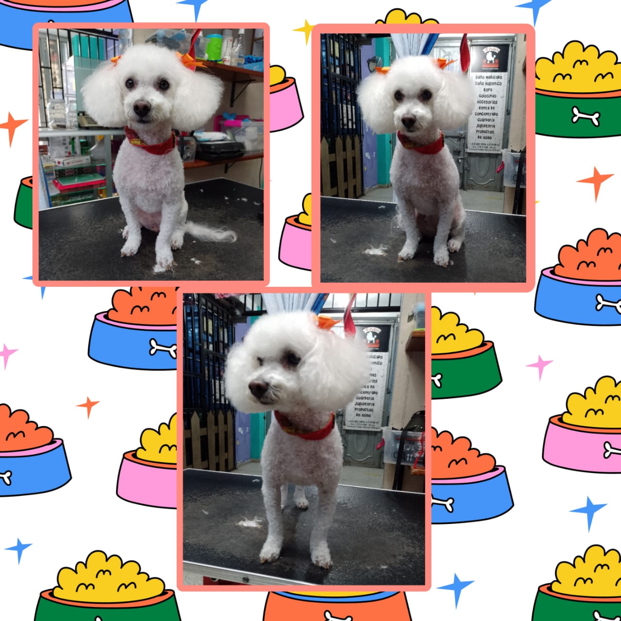 Mascota durante el baño spa