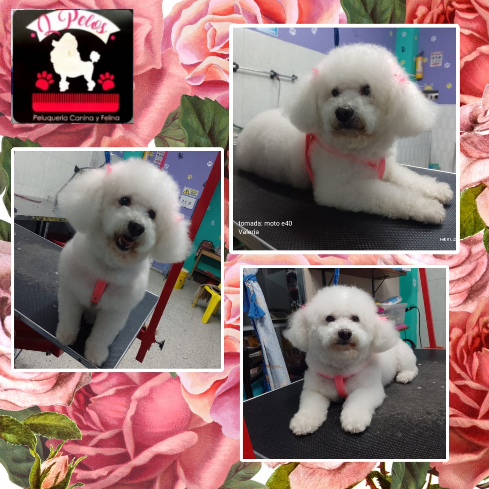 Perro feliz después del servicio