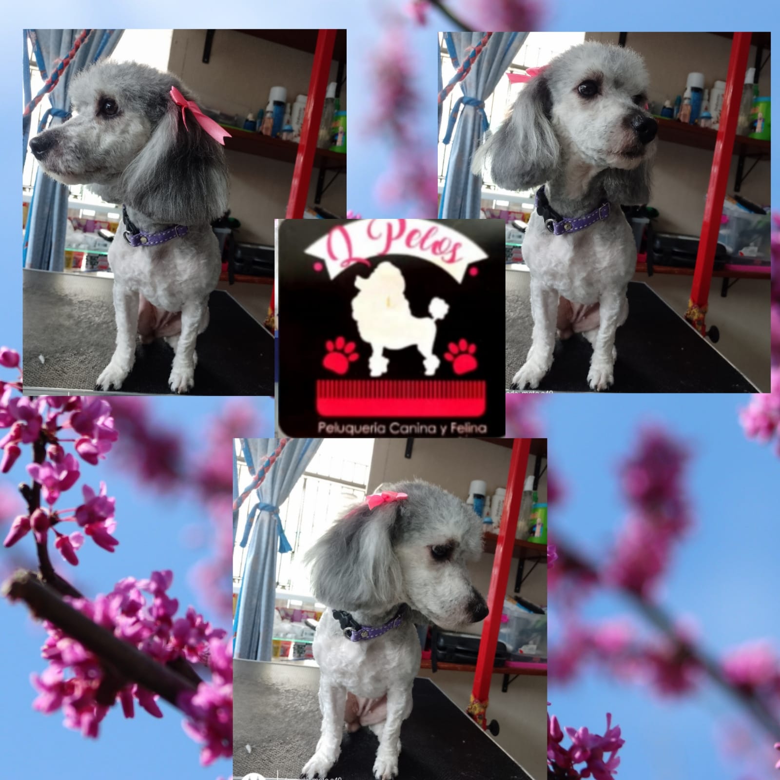 Proceso de corte profesional