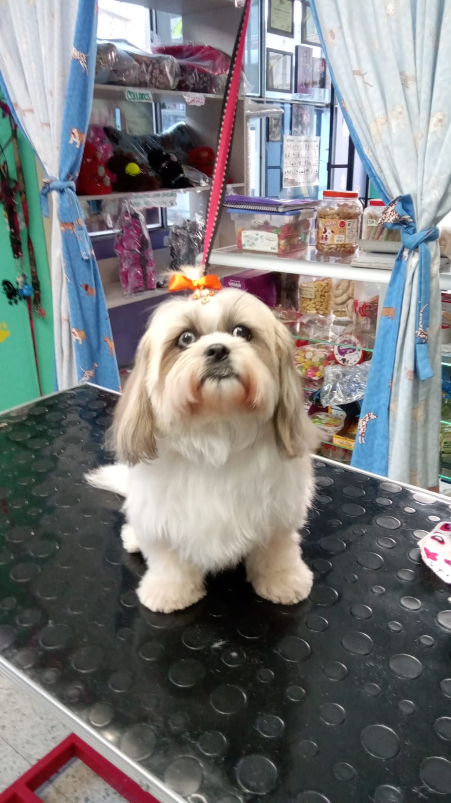 Gato en tratamiento spa