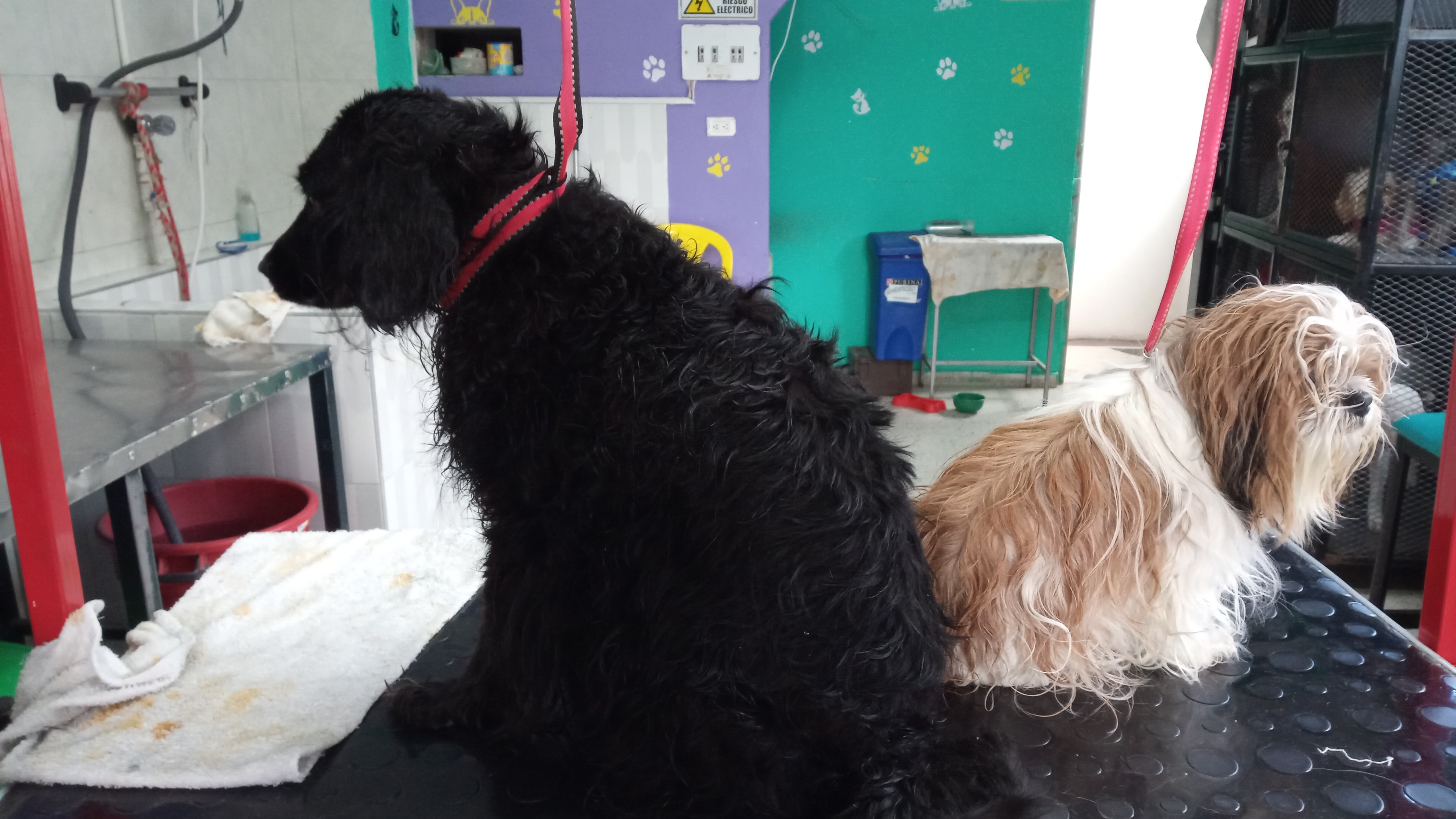 Perro feliz después del baño en Q'pelos