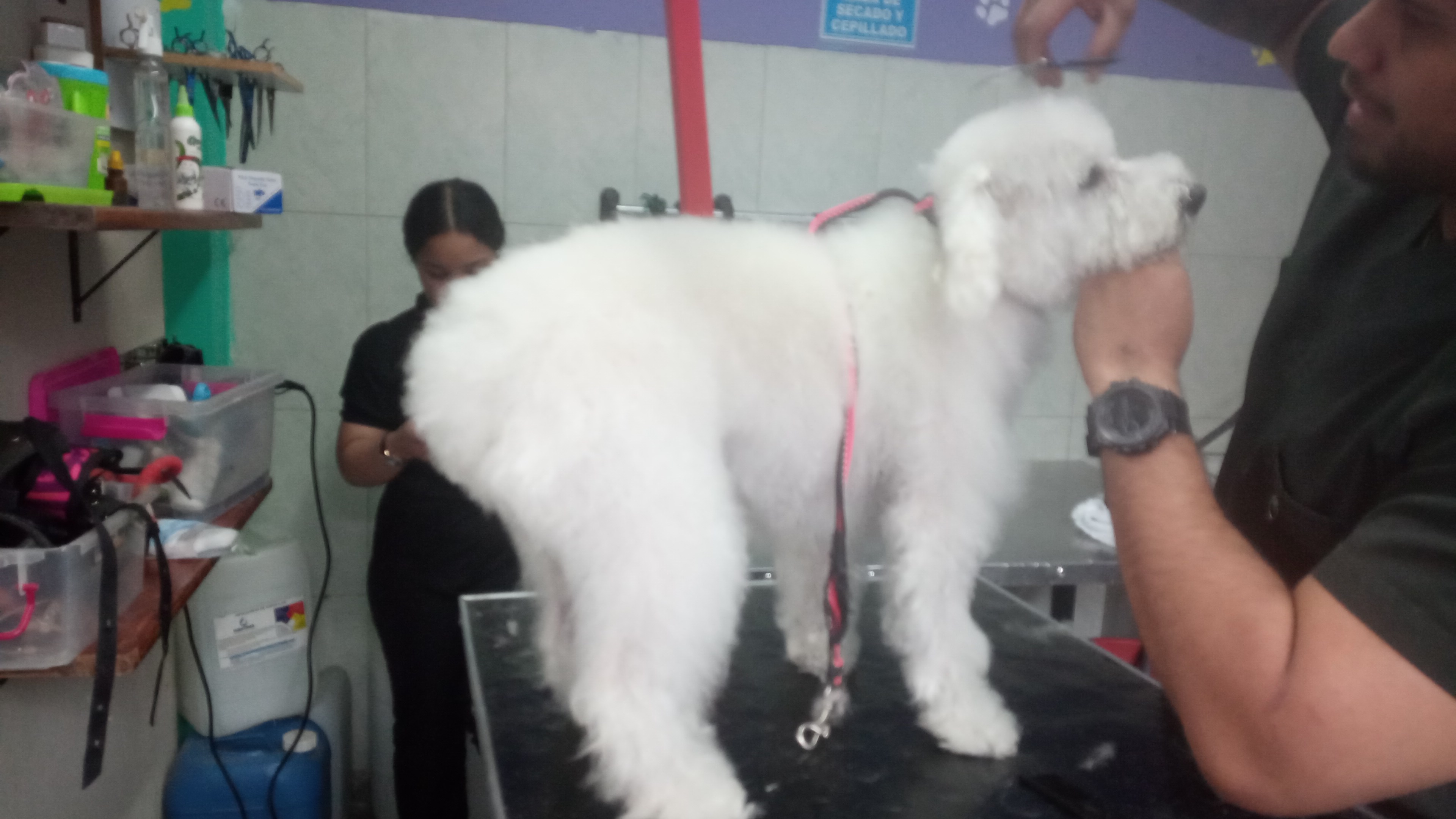 Mascotas felices en Q'pelos